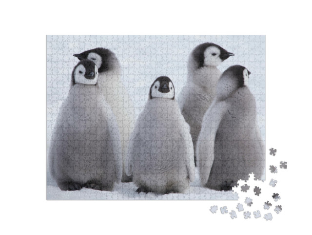puzzle 1000 dílků „Mláďata tučňáka císařského v Antarktidě“