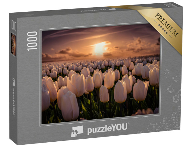 puzzle 1000 dílků „Západ slunce na tulipánovém poli, Nizozemsko“