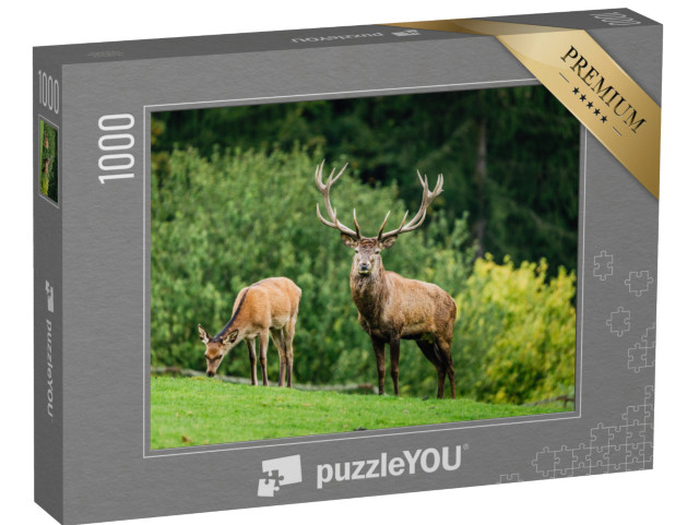 puzzle 1000 dílků „Z očí do očí s jelenem, v pozadí pasoucí se laň“