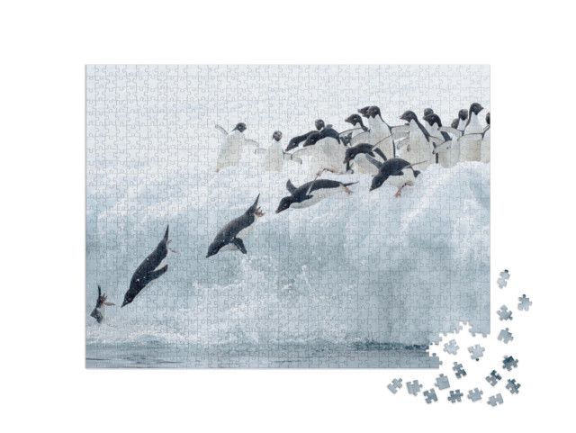 puzzle 1000 dílků „Tučňák Adélie skáče do ledové vody“