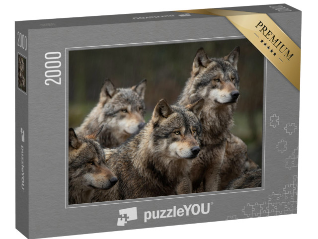 puzzle 2000 dílků „Smečka šedých vlků v lese“