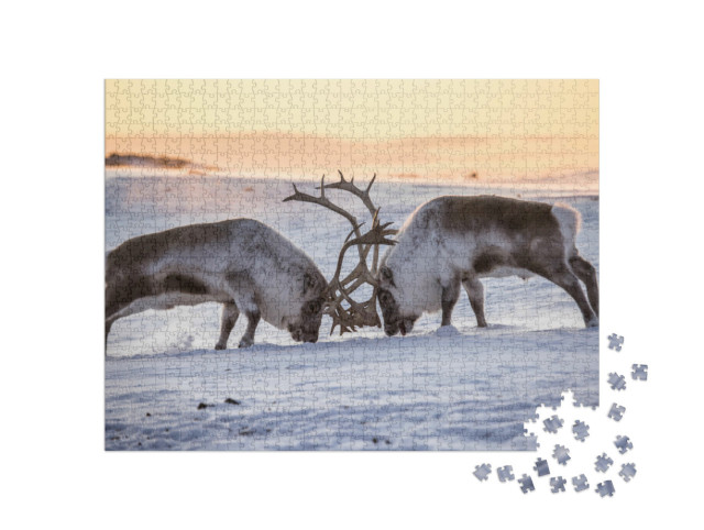 puzzle 1000 dílků „Dva sobi zkoušejí svou sílu, jižní Špicberky“