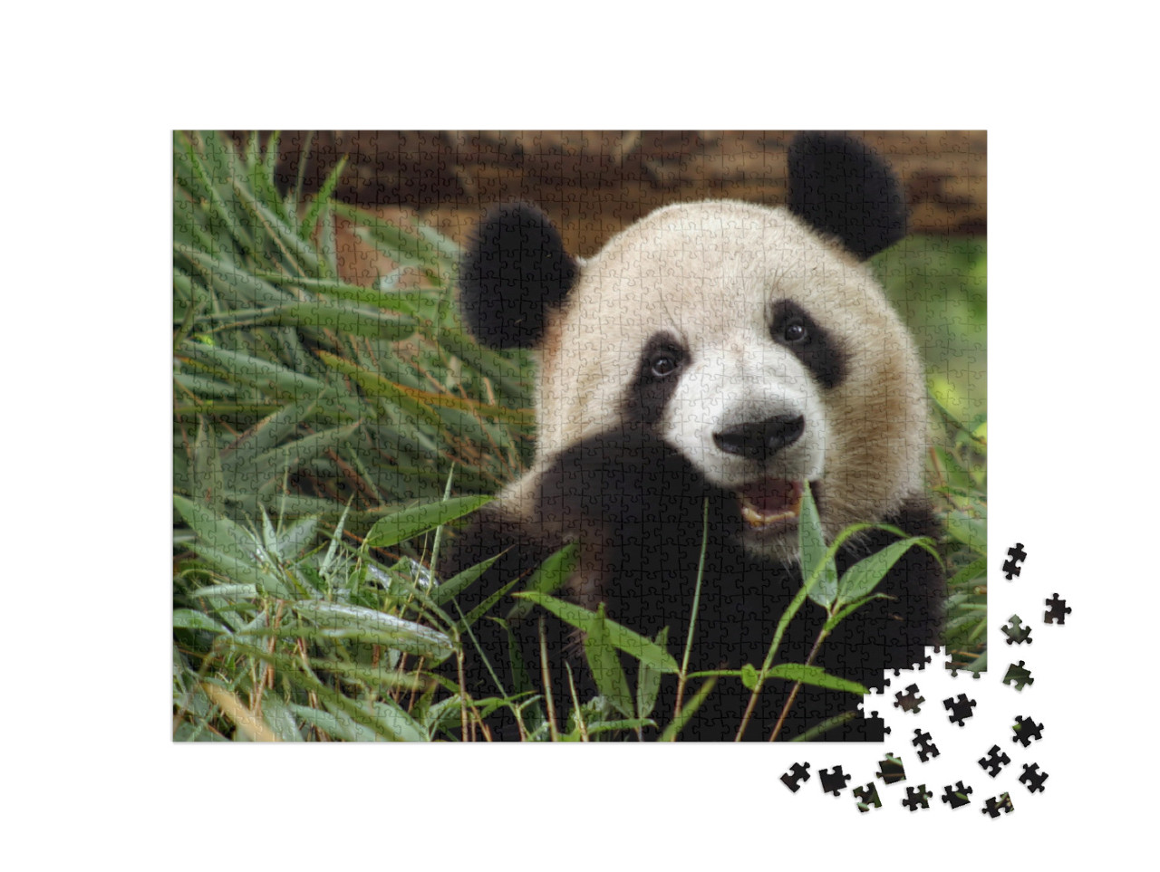 puzzle 1000 dílků „Panda velká si pochutnává na bambusu“