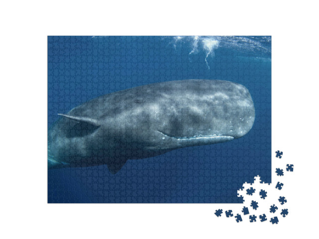 puzzle 1000 dílků „Velryba vorvaň, Physeter macrocephalus, v Indickém oceánu“