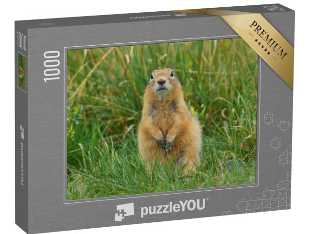 puzzle 1000 dílků „Sysel kapesní v létě“