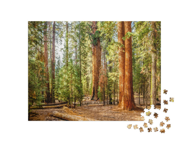 puzzle 1000 dílků „Národní park Sequoia na podzim, Kalifornie, USA“