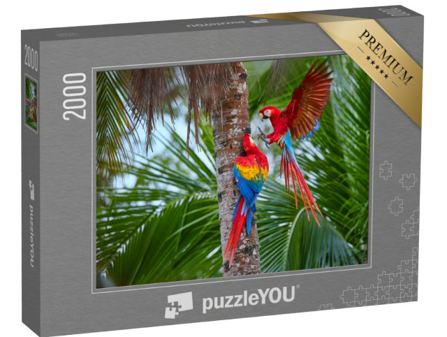 puzzle 2000 dílků „Amazonští papoušci na palmě“