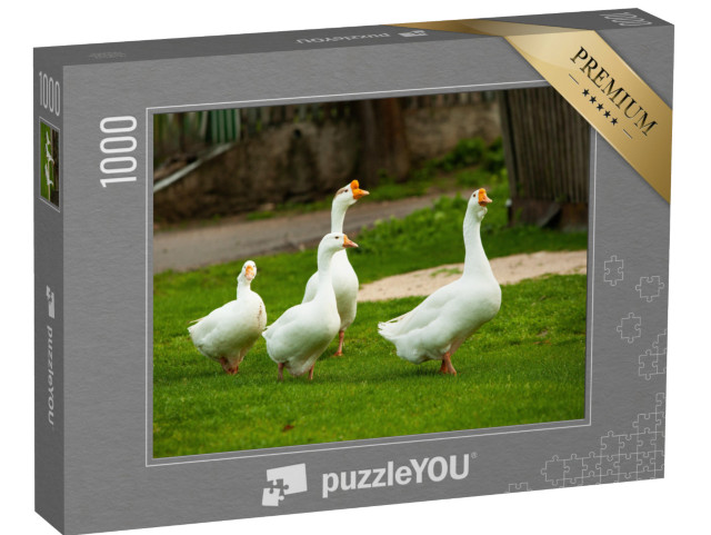 puzzle 1000 dílků „Bílé husy domácí na pastvině“