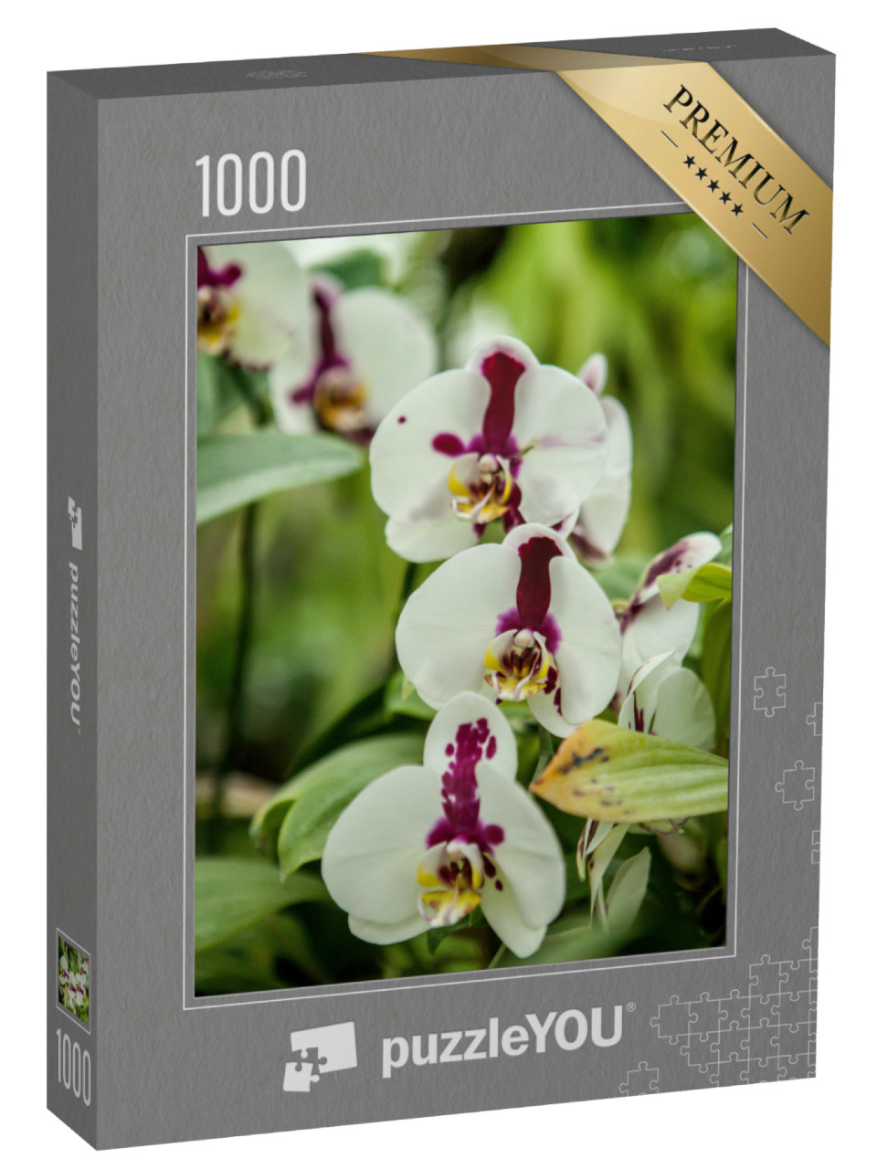 puzzle 1000 dílků „Kvetoucí orchidej rodu Phalaenopsis“