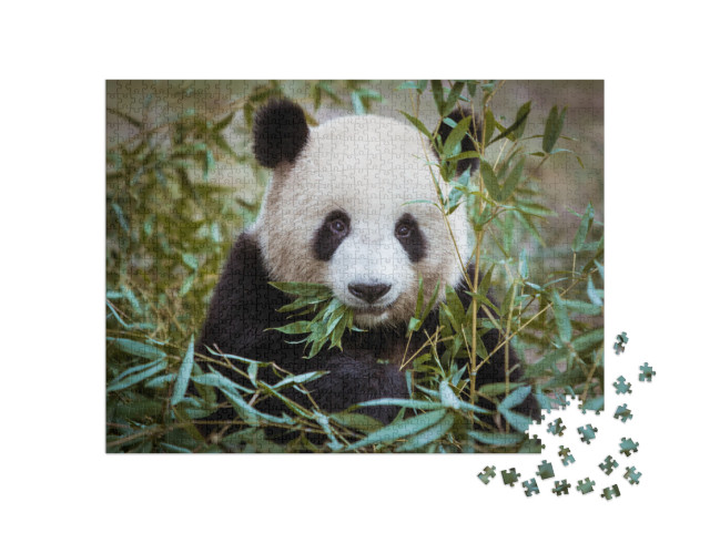 puzzle 1000 dílků „Panda velká s tlamou plnou bambusu“