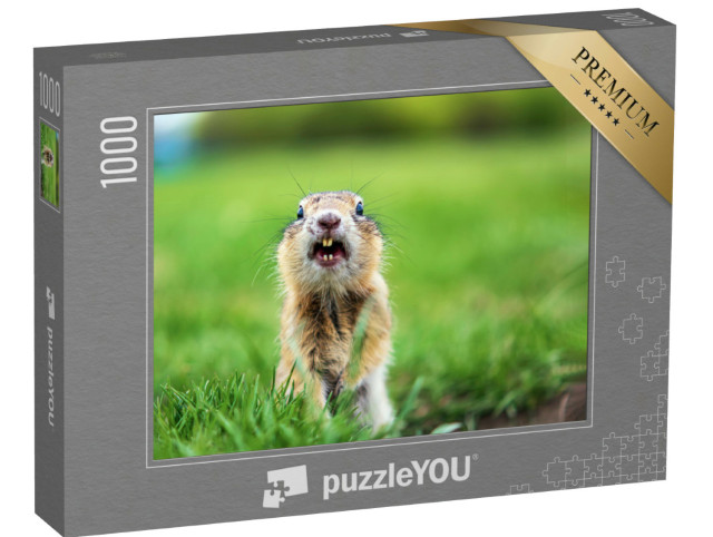 puzzle 1000 dílků „Sysli na trávníku“