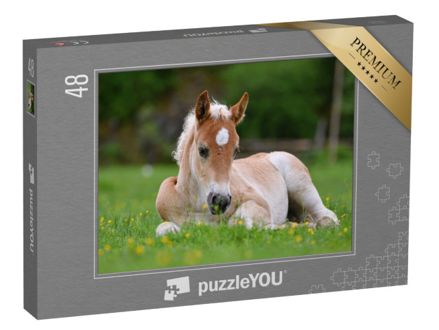 puzzle 48 dílků „Krásné hříbě v trávě“