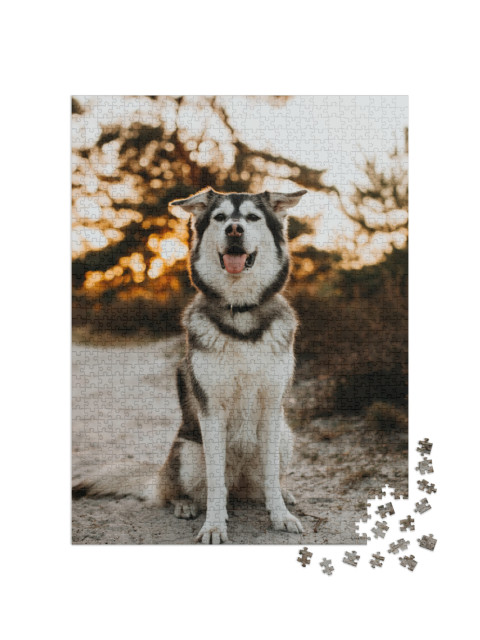 puzzle 1000 dílků „Husky směs zlatých retrívrů“