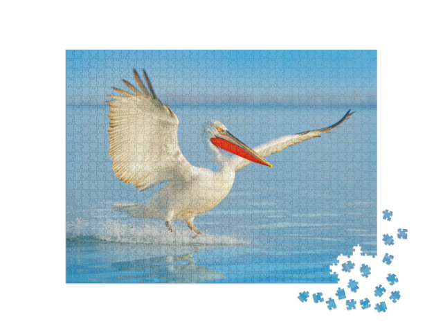puzzle 1000 dílků „Pelikán dalmatin přistávající v jezeře“