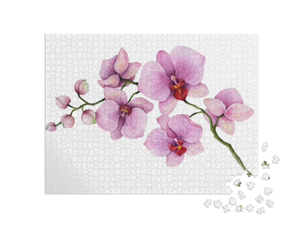 puzzle 1000 dílků „Větev orchideje na bílém pozadí“