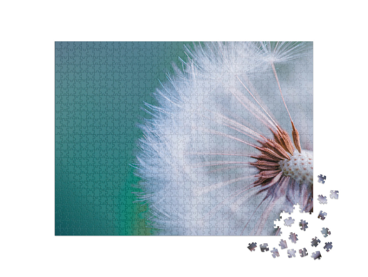 puzzle 1000 dílků „Detailní záběr pampelišky s rozmazaným pozadím, umělecký...“