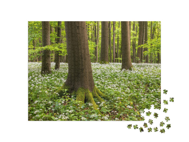 puzzle 1000 dílků „Květ divokého česneku v Národním parku Hainich, Durynsko“