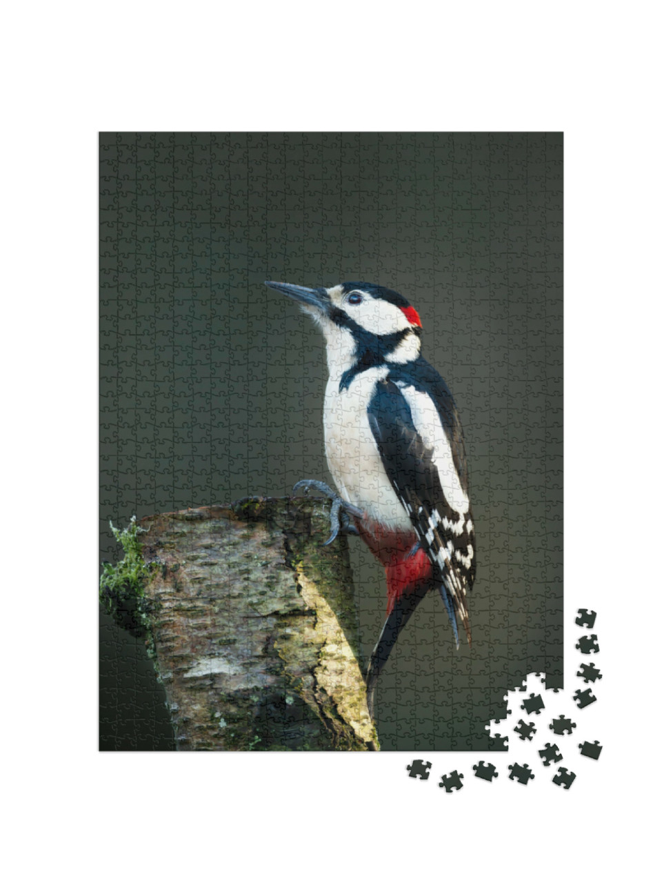puzzle 1000 dílků „Datel velký na košaté bříze“