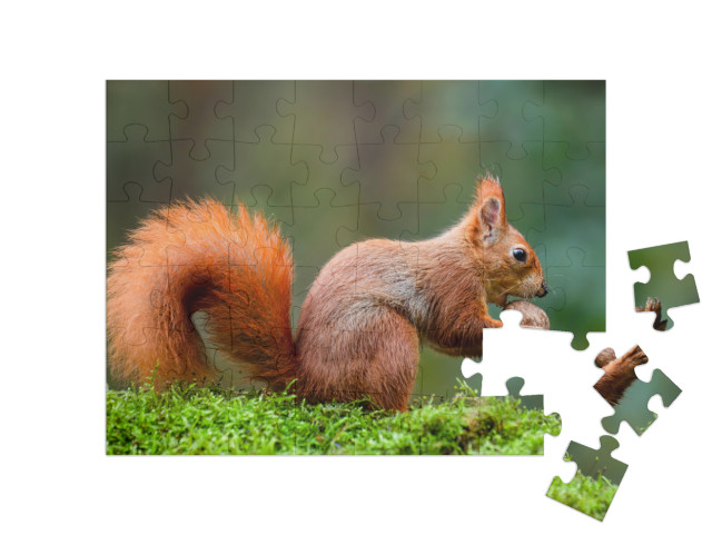puzzle 48 dílků „Veverka červená si pochutnává na oříšku na stonku mechu“