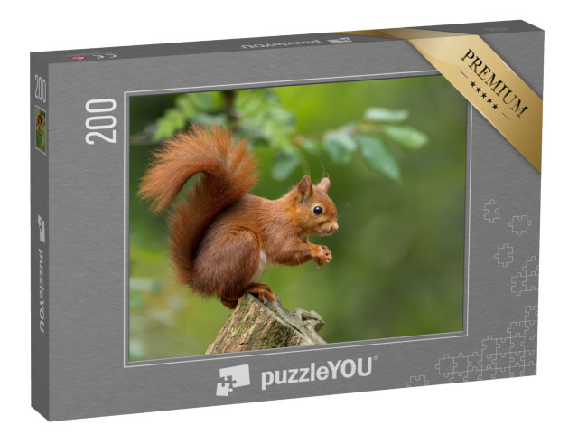 puzzle 200 dílků „Červená veverka“