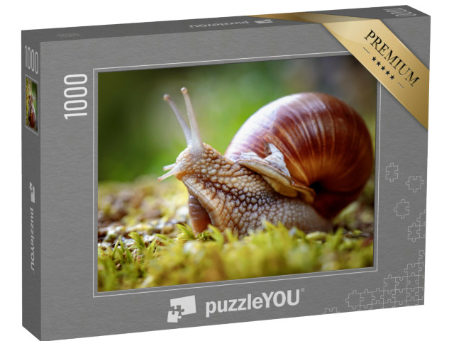puzzle 1000 dílků „Helix pomatia, známý také jako šnek viniční“