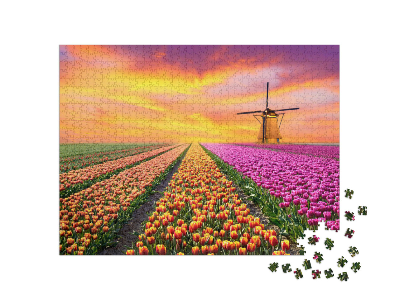puzzle 1000 dílků „Krajina s východem slunce nad tulipánovým polem v Nizozemsku“