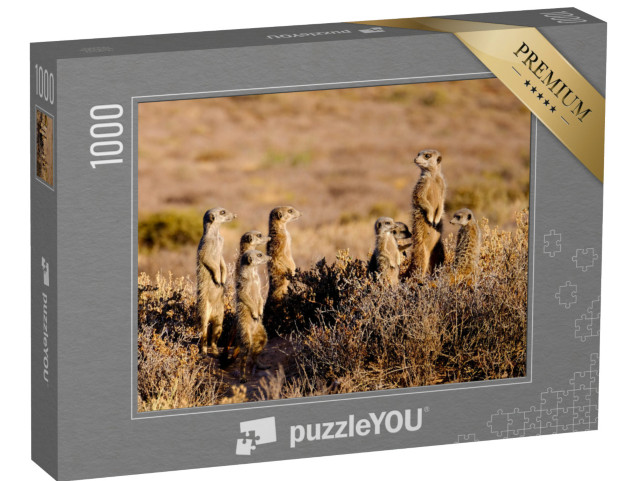 puzzle 1000 dílků „Roztomilá surikatí rodinka brzy ráno“