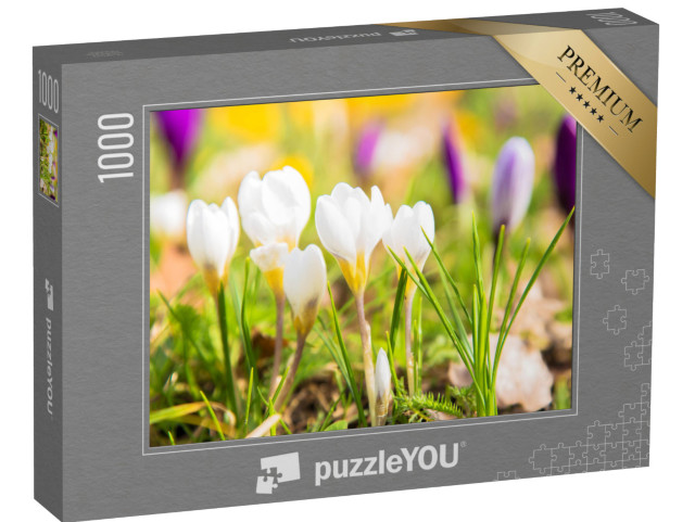puzzle 1000 dílků „První krokusy“