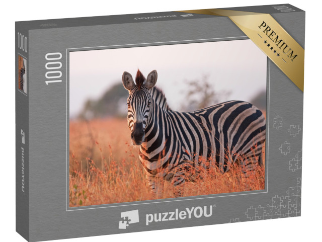 puzzle 1000 dílků „Zebra stepní: Equus quagga v Krugerově národním parku v Jihoafrické republice“