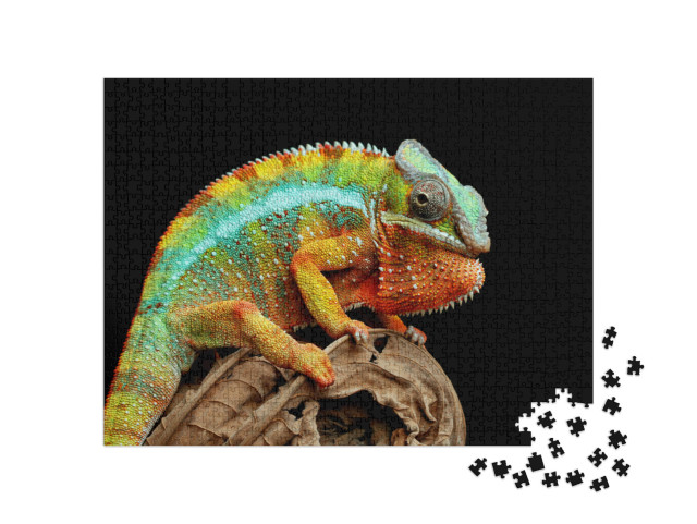 puzzle 1000 dílků „Chameleon panter na suchém listí“