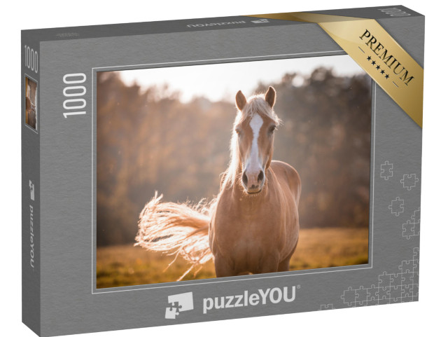 puzzle 1000 dílků „Haflingský kůň s bílým pruhem“