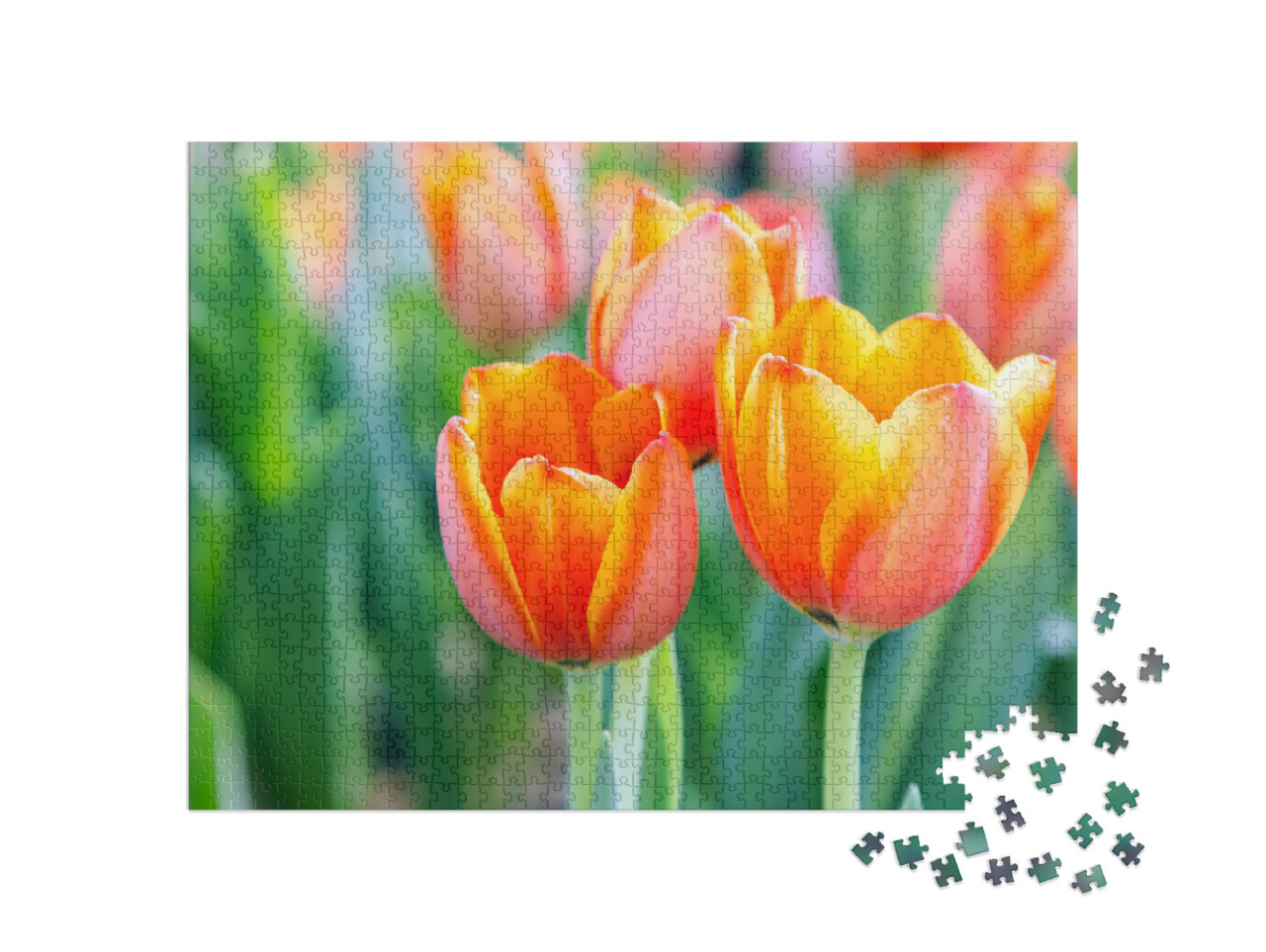 puzzle 1000 dílků „Světlé tulipány“