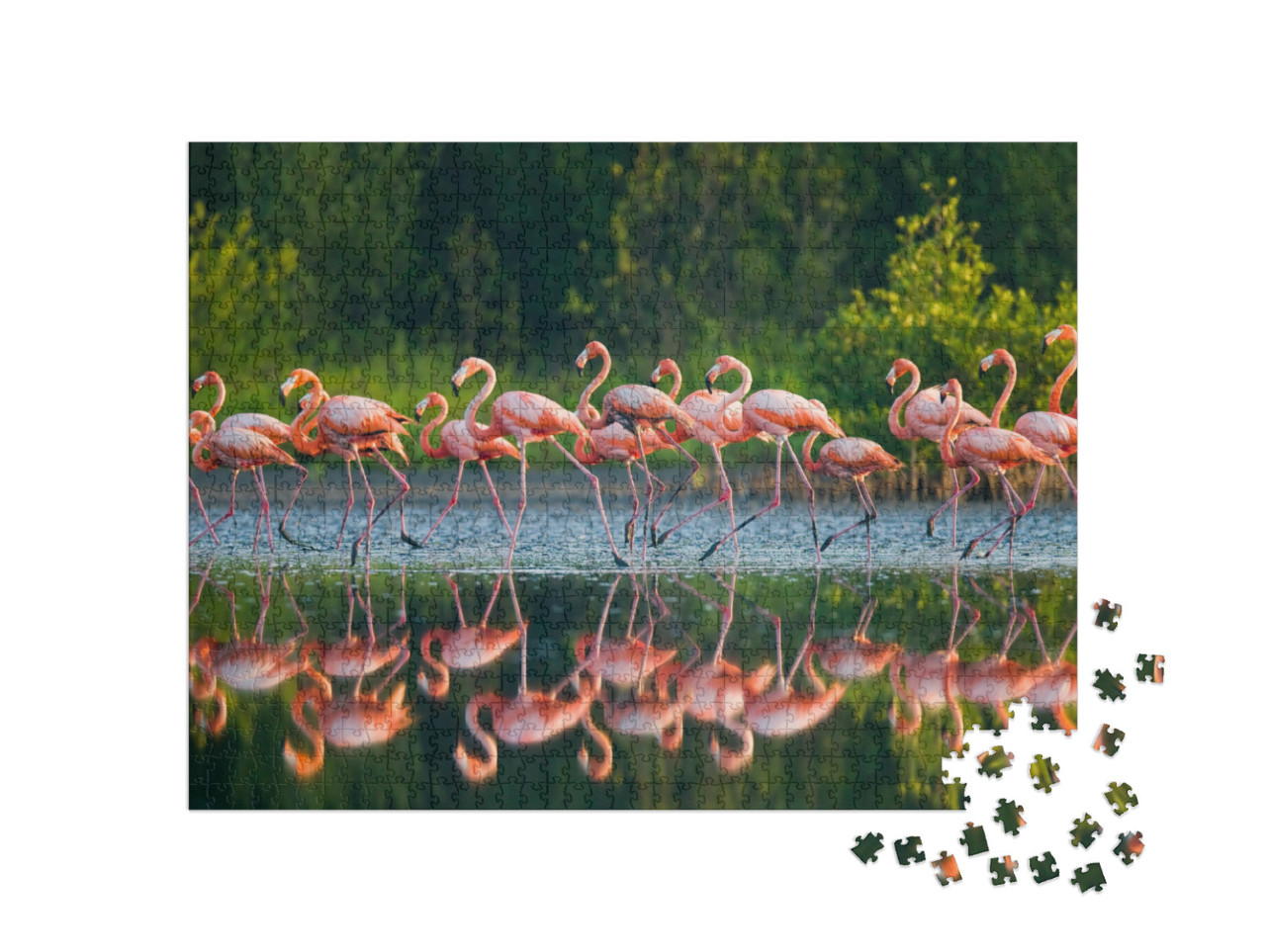 puzzle 1000 dílků „Karibští plameňáci ve vodě“