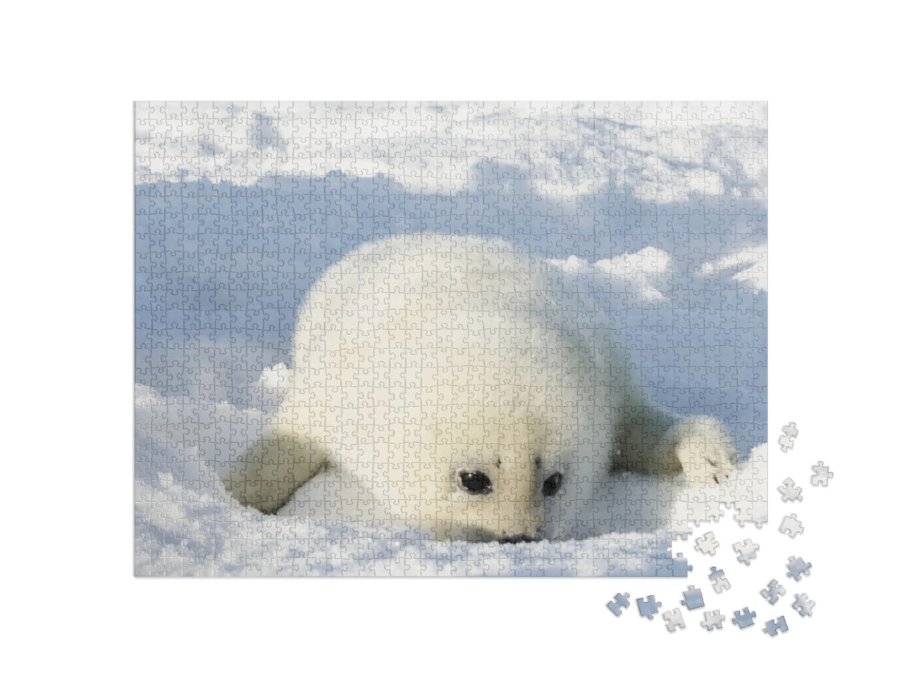 puzzle 1000 dílků „Novorozený, načechraný bílý tuleň“