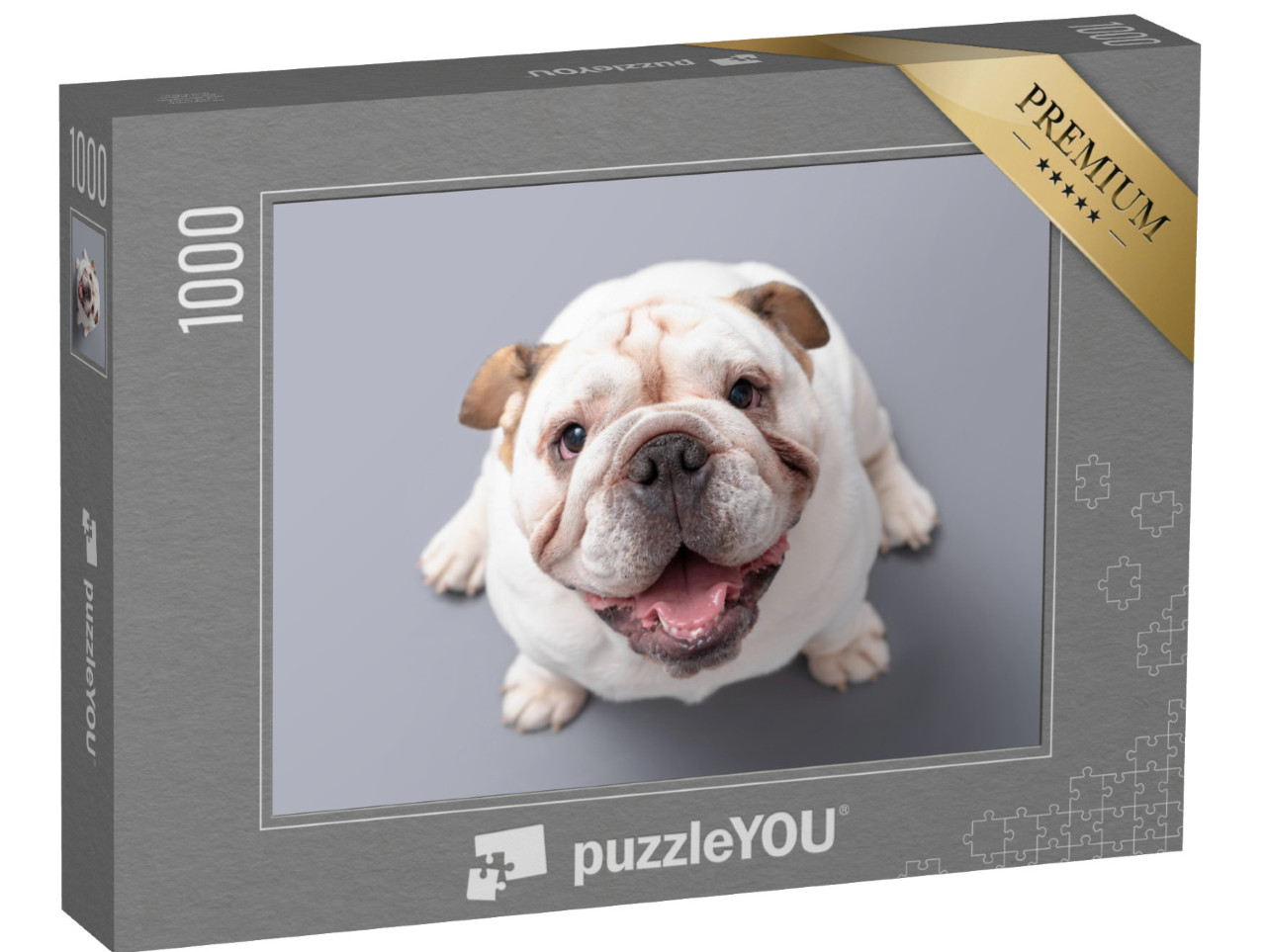 puzzle 1000 dílků „Štěně britského buldočka vzhlíží vzhůru“