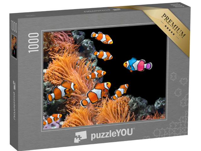 puzzle 1000 dílků „Hejno standardních klaunů a pestrobarevná ryba“