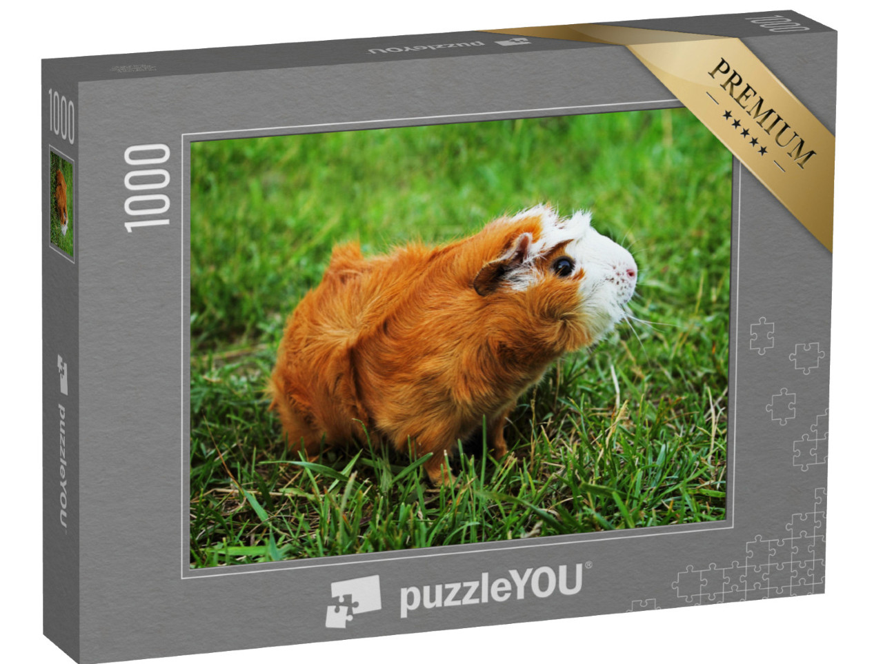 puzzle 1000 dílků „Červené habešské morče na zelené trávě“