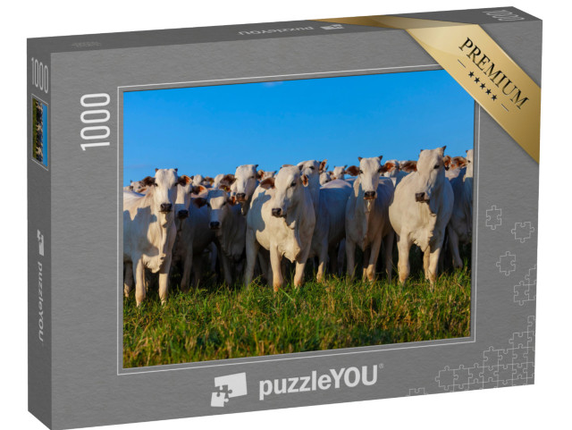 puzzle 1000 dílků „Stádo skotu Nellore na pastvině“