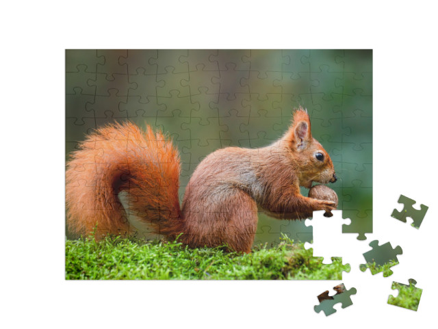 puzzle 100 dílků „Veverka červená si pochutnává na oříšku na stonku mechu“