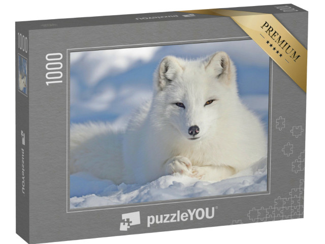 puzzle 1000 dílků „Krásná polární liška na sněhu“