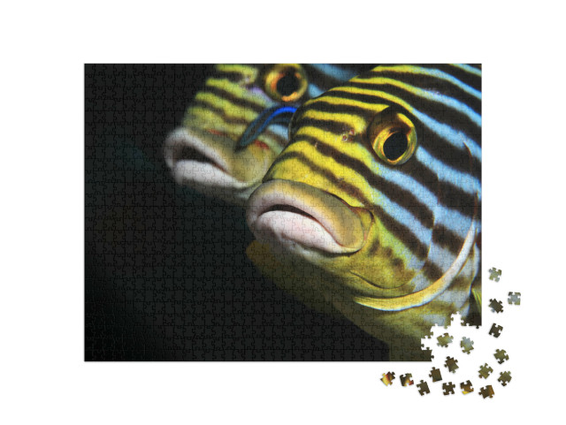 puzzle 1000 dílků „Oriental sweetlips, Maledivy“