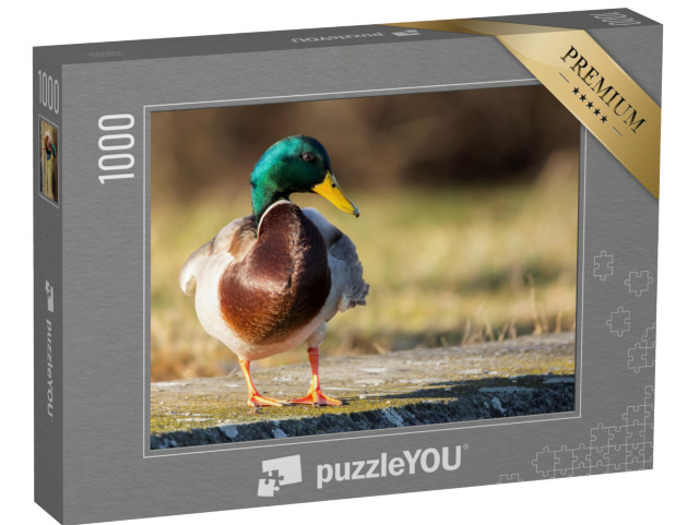 puzzle 1000 dílků „Kachna divoká na břehu“