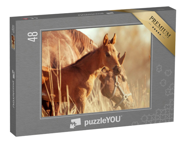 puzzle 48 dílků „Klisna a hříbě při západu slunce“