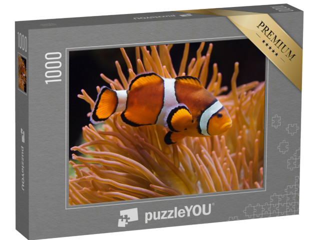 puzzle 1000 dílků „Ocellaris anemonefish, Amphiprion ocellaris“