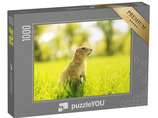 puzzle 1000 dílků „Svišť na slunné louce“