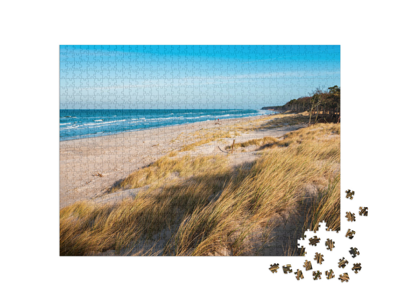 puzzle 1000 dílků „Pobřežní duny u Baltského moře, poloostrov Darß, Německo“