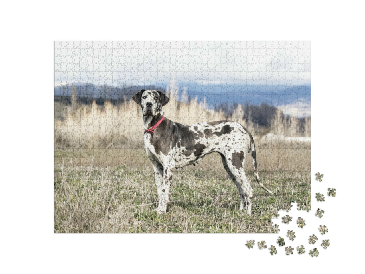 puzzle 1000 dílků „Fena harlekýnského mastifa, známá také jako německá doga“