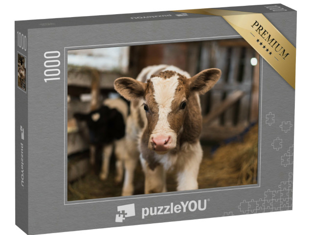 puzzle 1000 dílků „Roztomilé telátko v útulné stáji“