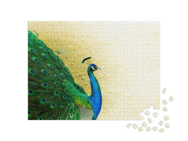 puzzle 1000 dílků „Záběr zblízka na krásného indického pávího samce“