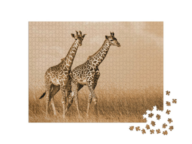 puzzle 1000 dílků „Pár žiraf na procházce“